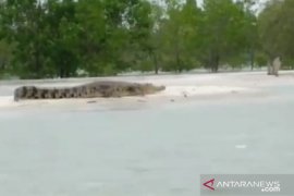 BKSDA sebut habitat buaya di Babel semakin sempit