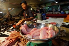 Harga daging ikan gabus capai Rp130 ribu per kilogram