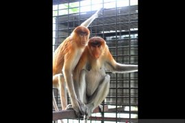 Seekor bekantan jantan dievakuasi dari perkampungan warga