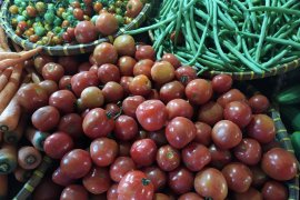 Harga tomat lokal Lampung naik