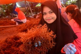 Mesin pengolahan rumput laut siap dioperasikan