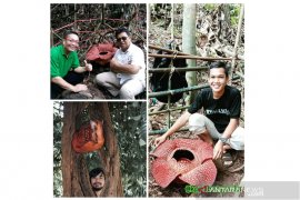 Tiga rafflesia mekar di Bengkulu