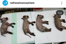 Penyiram enam anjing dengan soda api dituntut 4 bulan penjara