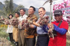 Metode TSS pangkas biaya bibit bawang merah hingga Rp35 juta/hektare