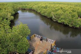 Belajar tentang lingkungan di hutan bakau Langsa