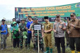 5.000 bibit mangrove ditanam di Pantai Panggul Trenggalek