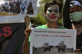 Aksi tolak eksploitasi gajah Way Kambas Lampung