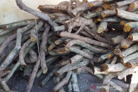 Harga jual akar kuning dinilai terlalu murah