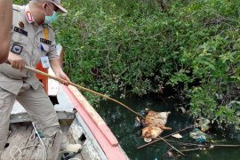 Terkait bangkai babi, Dinkes Medan imbau warga tidak gunakan air Sungai Bederah Medan