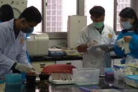 Ribuan babi mati di Sumut terindikasi African Swine Fever