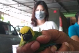 BKSDA Lampung sita ribuan ekor burung tanpa dokumen
