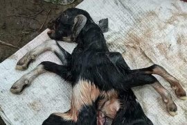 Geger! Kambing lahir berkaki delapan