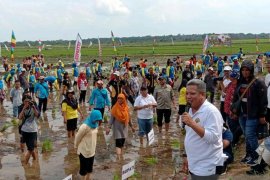 Kubu Raya kembali gelar Gerakan Wisata Tanam Padi Milenial