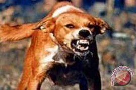Tujuh warga Tapanuli Selatan digigit anjing gila