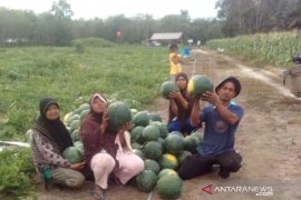 Menjaring rupiah di lahan tidur Kualu Nanas