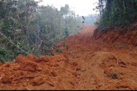 Walhi Kalbar sebut penebangan hutan di Tayan diduga ilegal