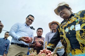 Kementan tantang produsen penuhi kebutuhan benih bawang merah di Tanah Air