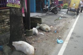 Astaga, bangkai babi dibuang di jalanan Kota Medan