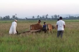 Upacara adat "Appalili" pertanda musim tanam di Kabupaten Maros