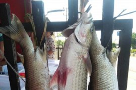 Desa Air Dikit diminta manfaatkan dana desa lestarikan ikan mikih
