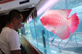 KKP ungkap ikan arwana sumbangkan devisa 8 juta dolar AS per tahun