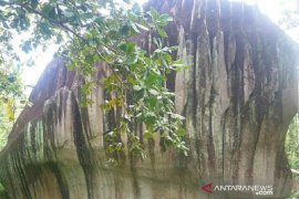 Pemkot Singkawang akan kembangkan objek wisata Batu Belimbing