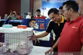Diikuti 146 peserta, Magelang Cat Show 2019 hadirkan juri mancanegara
