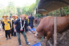 Kalsel  kejar swasembada daging melalui  program Upsus Siwab