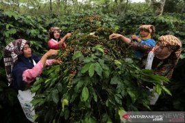 Sambut panen raya kopi di dataran tinggi "Gayo" ditengah pandemi, ini yang dilakukan seniman