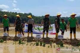 Aceh Tamiang klaim cetak sawah baru 290 hektare bakal terealisasi