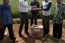Mukomuko bantu kurangi serangan hama perusak padi