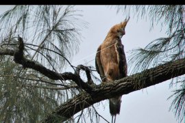 Kemenhut sebut areal keanekaragaman hayati tinggi Indonesia seluas 93,22 juta ha
