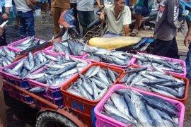 Dinkes Aceh Barat teliti ikan segar terkait isu bangkai babi di laut