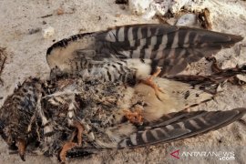 ProFauna mints tindak penangkapan ikan gunakan potas