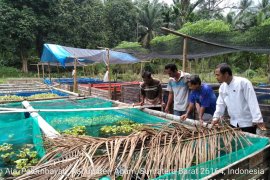 Pemkab Agam dorong budidaya ikan gabus menggunakan kolam terpal