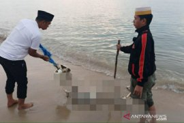 Polres Bangka Barat evakuasi penemuan mayat Di Pantai Tembelok