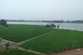 Sejumlah petani Karawang menunda tanam akibat persediaan air belum mencukupi