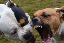 Bocah di Medan nyaris tewas digigit anjing Pitbull