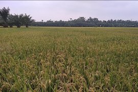 Harga GKG petani di Langkat Rp5.300 per kilogram