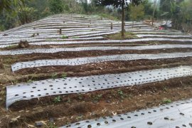 Dinas Pertanian Tanaman Pangan Langkat kembangkan tanaman bawang putih