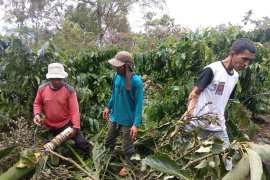 Delapan orang tewas akibat konflik gajah di Bener Meriah