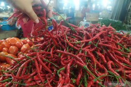Harga cabai di Medan anjlok hingga 50 persen