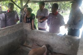 Satu babi diduga Hog Cholera mati di Simalungun, lima tertular