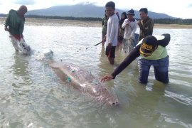 Warga Natuna selamatkan ikan duyung