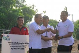 PLN Bali tanam ribuan pohon mangrove di Kampung Kepiting