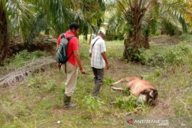 Harimau meresahkan warga, sudah lima ekor sapi dan tiga kambing dimangsa