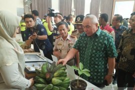Pisang asal Kaltim masuki pasar ekspor ke Malaysia