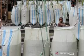 Pengolahan tepung sagu