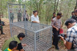 Sumatran tiger trapped in Muara Enim