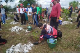 PT Timah-FKPM tanam 1.000 batang pohon pelawan